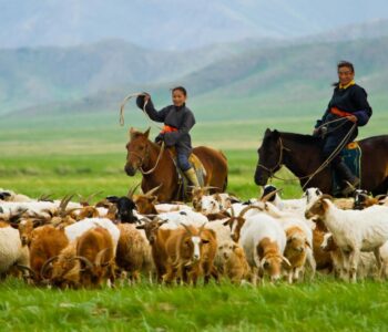 herding